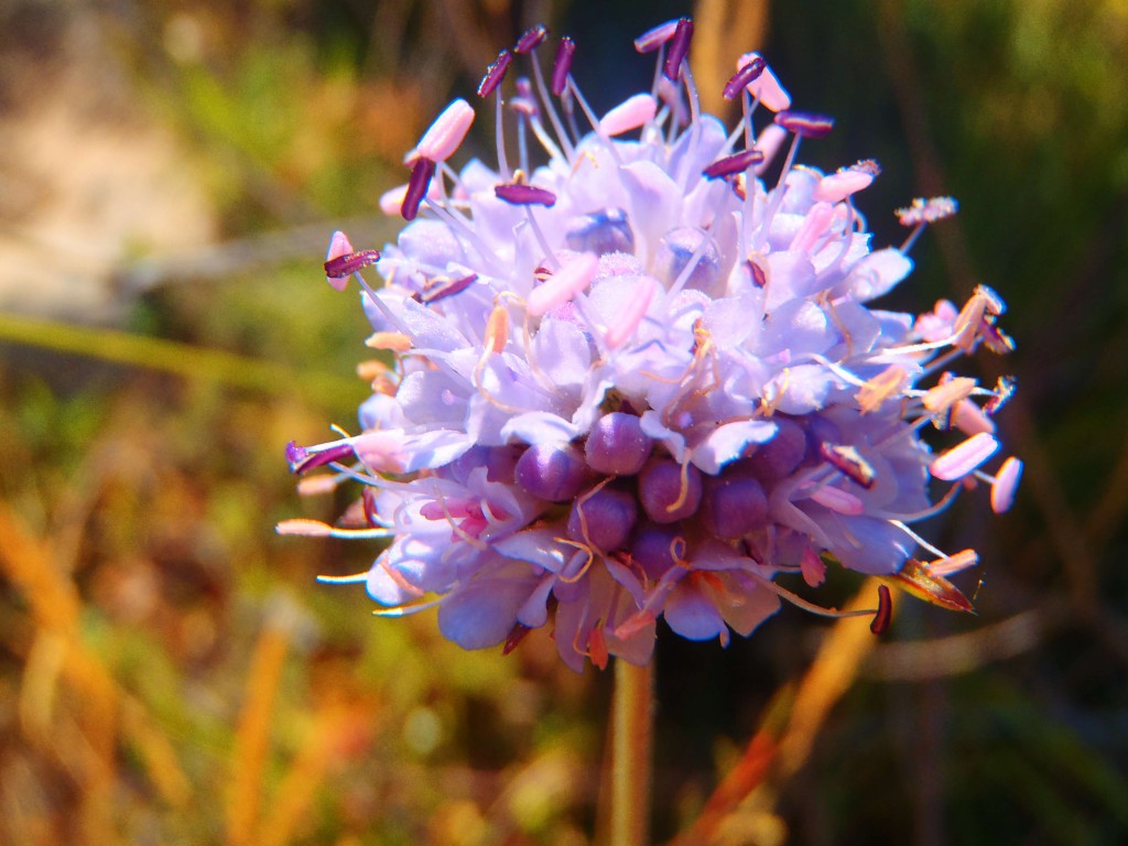 flor3_tiny flor3_tiny