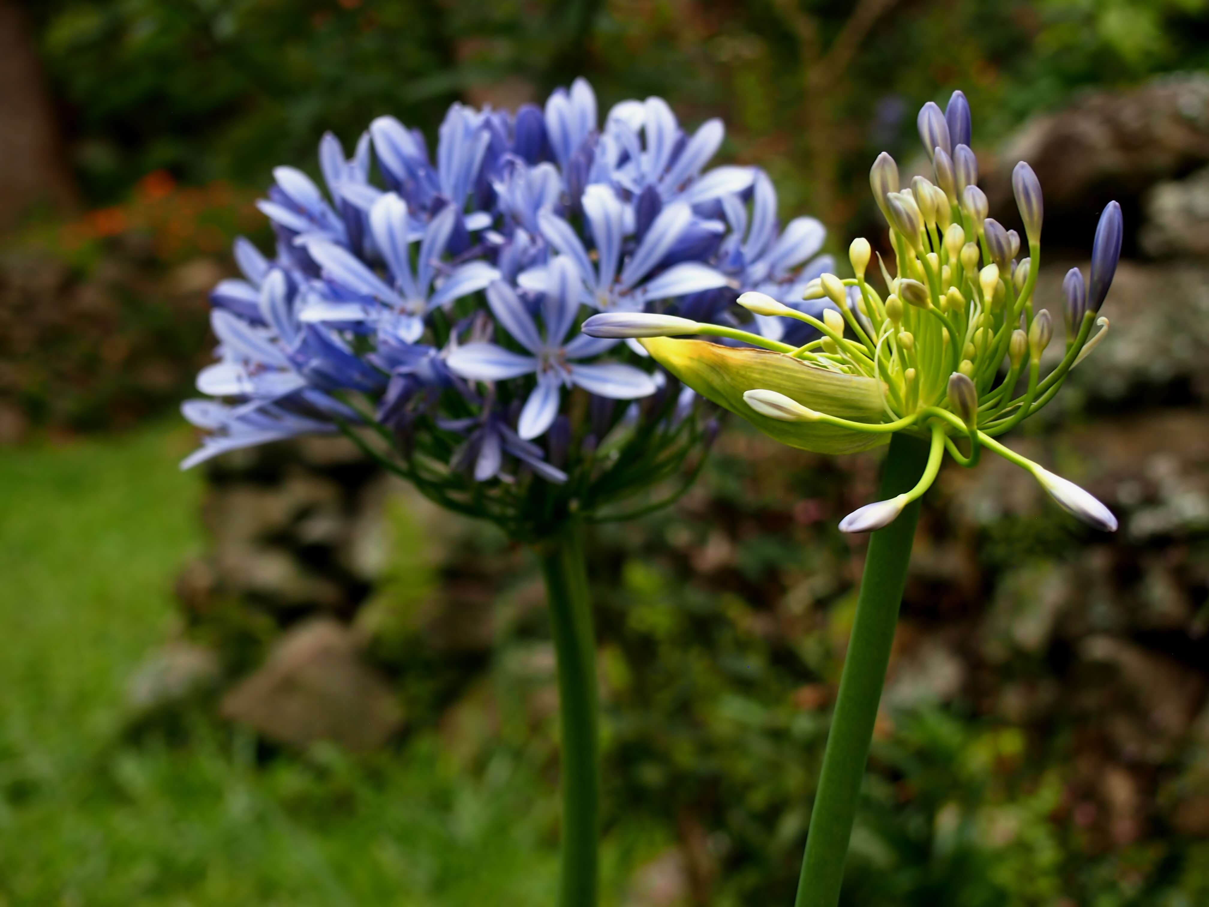 las flores de Hazel