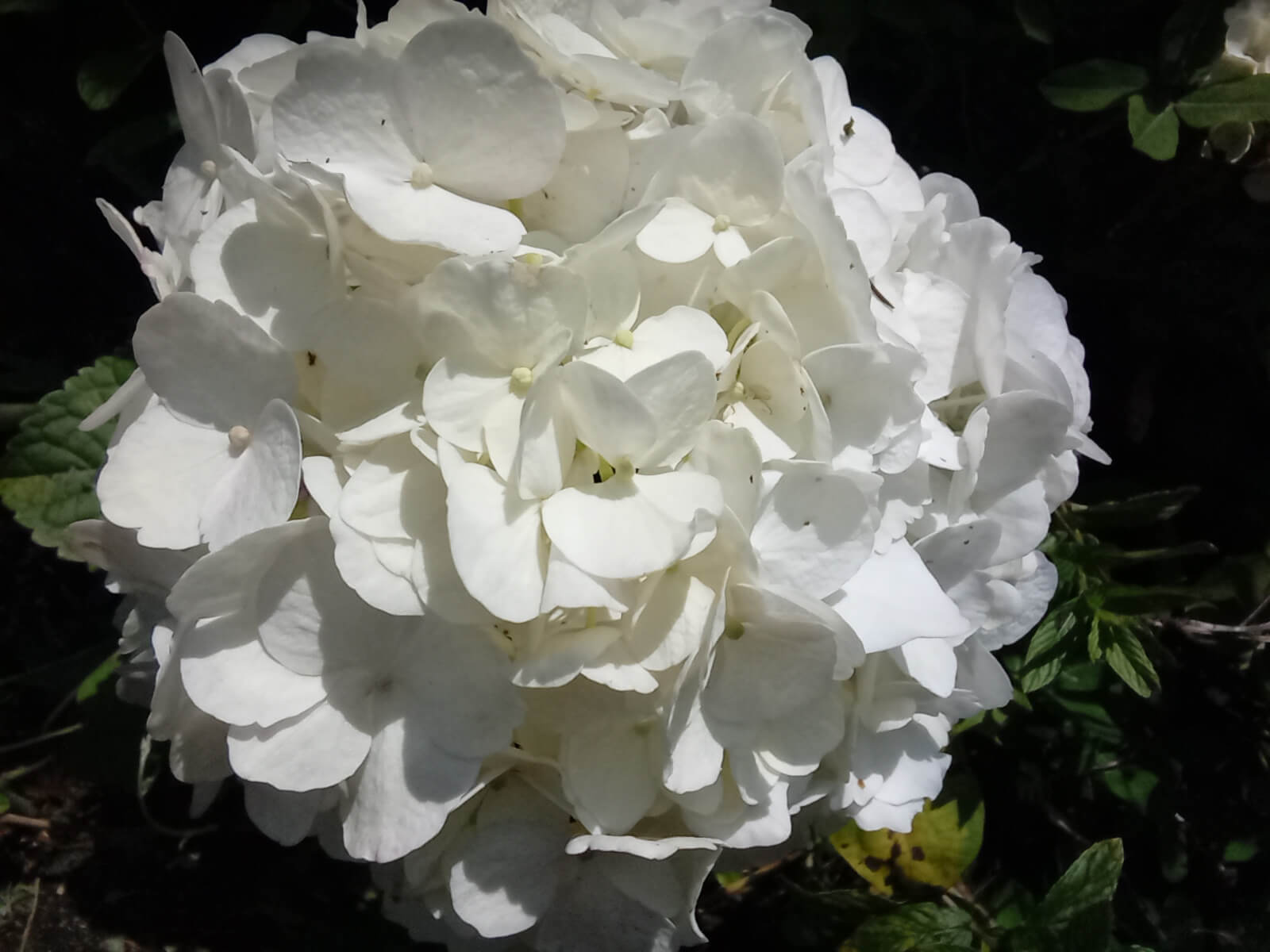 hortencias blancas pq 1